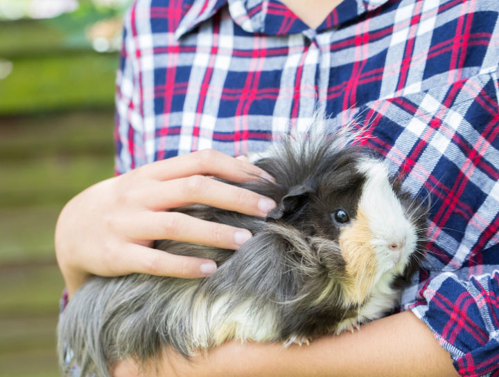 Buffalo Small Animal Veterinarian