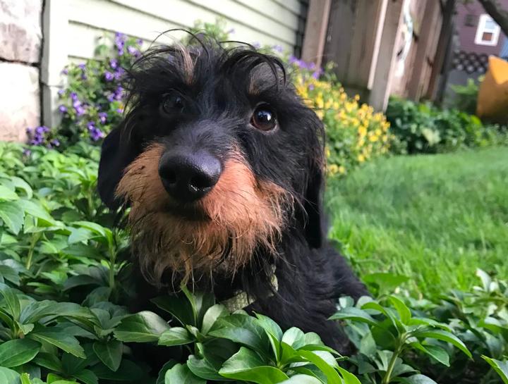 Pet Allergy & Dermatology