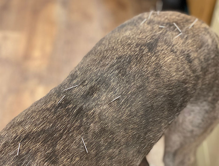 Pet Acupuncture